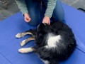 DOG Acupuncture 4