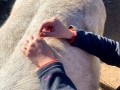 equine Acupuncture 2